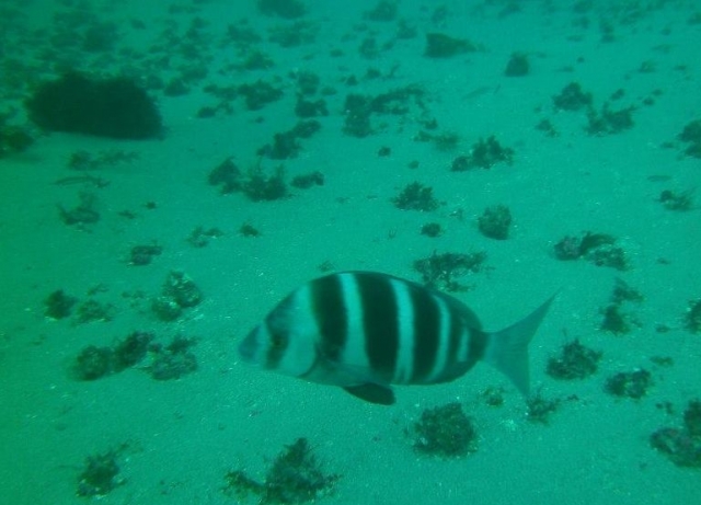 encuentra los peces mas curiosos